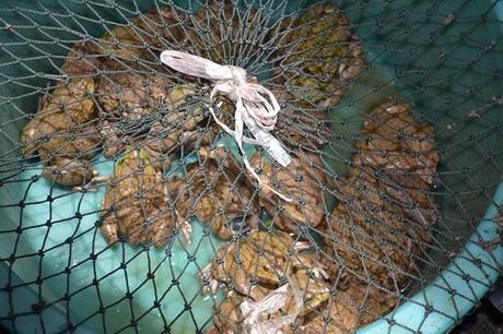 Sapos a la venta Sapos a la venta