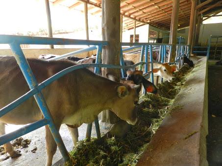 Mi vida en Rancho Margot: hotel rural, finca ecológica y yoga