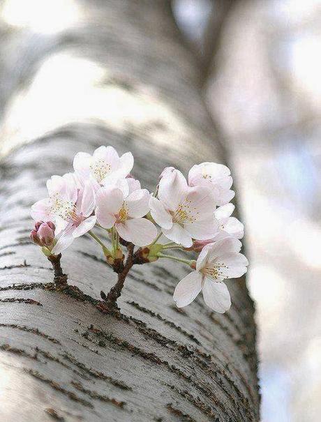 ME ALEGRAS LA MAÑANA... ME ALEGRAS LA MAÑANA...