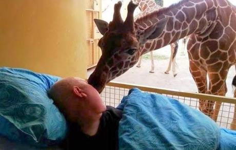 Una jirafa se despide de su cuidador que padece cáncer terminal... Vídeo.