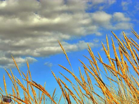 LA ENERGÍA DE LOS ALIMENTOS, EL PRANA LA ENERGÍA DE LOS ALIMENTOS, EL PRANA