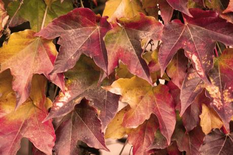 Hojas secas hojas secas