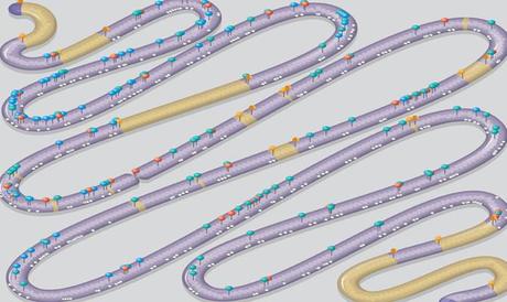 Ilustración del cromosoma de levadura representado en forma de serpiente. Aparecen marcadas las posiciones de los ‘cambios de diseño’ y los segmentos eliminados más o menos a escala / Lucy Reading-Ikkanda