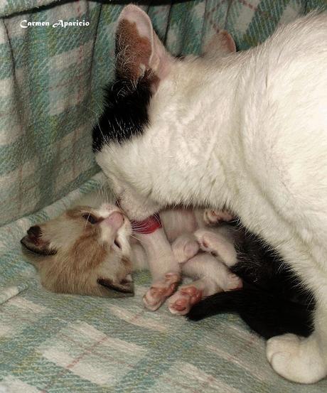 Candi y sus gatitos