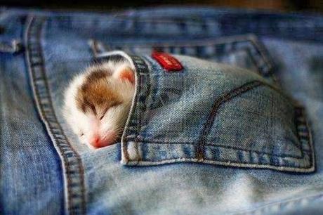 #PequePets! #PequePets!