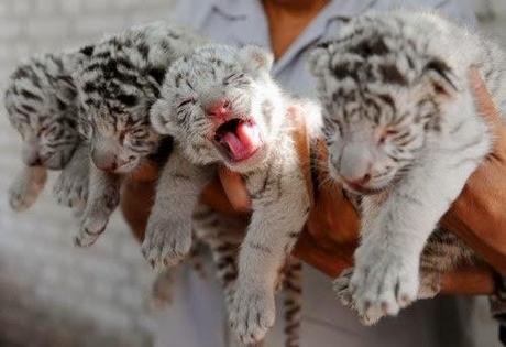 #PequePets! #PequePets!