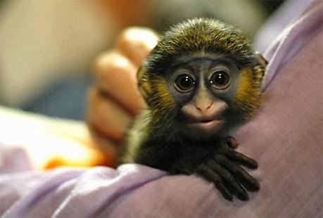 #PequePets! #PequePets!