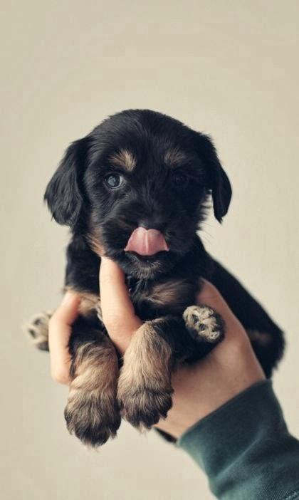 #PequePets! #PequePets!