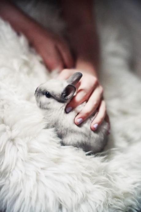 #PequePets! #PequePets!