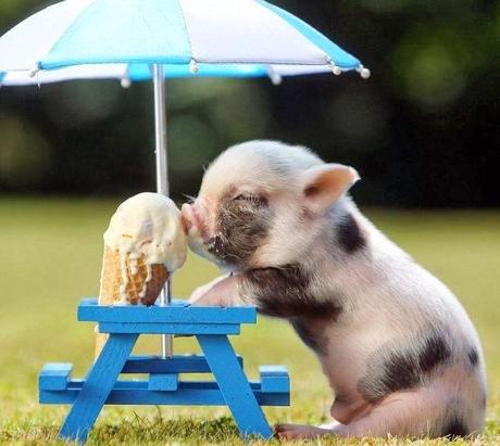 #PequePets! #PequePets!