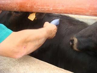 Efecto de la tuberculina sobre el ganado bovino.