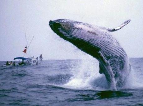 Fallo histórico de la ONU ordena a Japón detener caza de ballenas