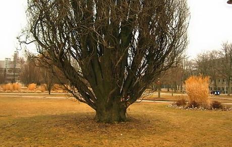 El limbo entre invierno y primavera