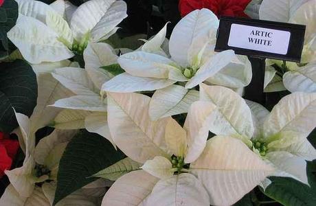 Poinsettia blanca