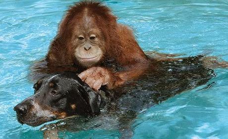 Extraña amistad entre animales de distintas razas