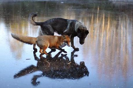 Extrañas parejas de animales.