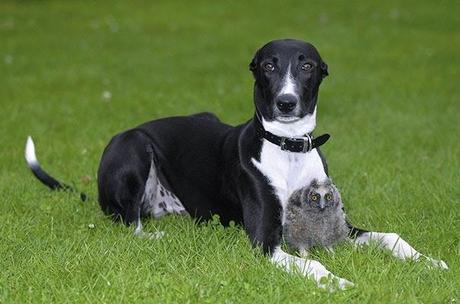 Extrañas parejas de animales.