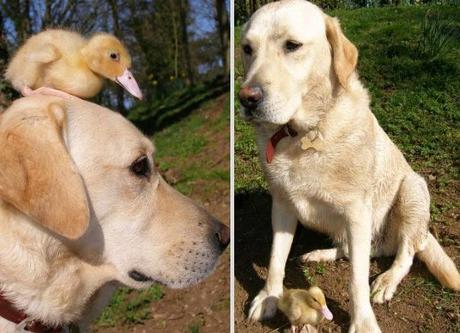 Extrañas parejas de animales.