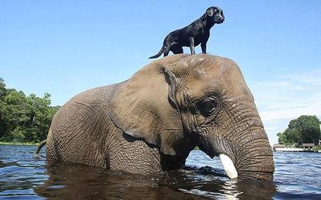 Extrañas parejas de animales.