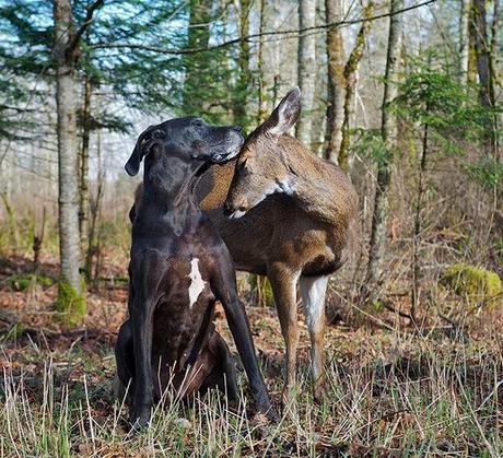 Extraña amistad entre animales de distintas razas