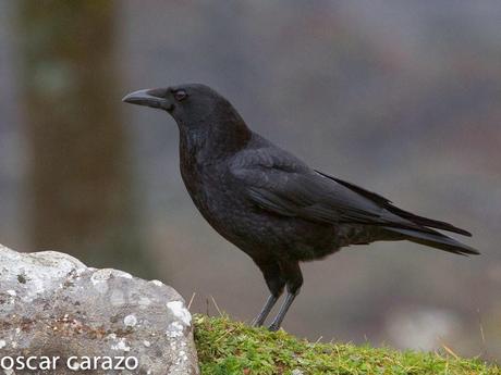 PARQUE REGIONAL DE LOS PICOS DE EUROPA:CORVIDOS PARQUE REGIONAL DE LOS PICOS DE EUROPA:CORVIDOS