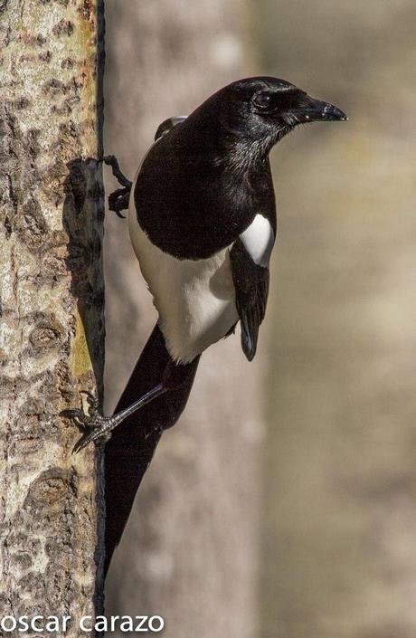 PARQUE REGIONAL DE LOS PICOS DE EUROPA:CORVIDOS PARQUE REGIONAL DE LOS PICOS DE EUROPA:CORVIDOS