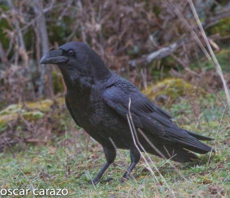 PARQUE REGIONAL DE LOS PICOS DE EUROPA:CORVIDOS PARQUE REGIONAL DE LOS PICOS DE EUROPA:CORVIDOS