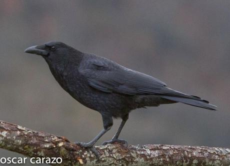 PARQUE REGIONAL DE LOS PICOS DE EUROPA:CORVIDOS PARQUE REGIONAL DE LOS PICOS DE EUROPA:CORVIDOS