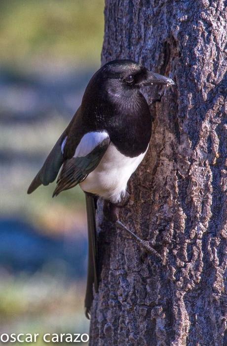 PARQUE REGIONAL DE LOS PICOS DE EUROPA:CORVIDOS PARQUE REGIONAL DE LOS PICOS DE EUROPA:CORVIDOS