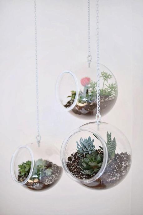 MI COMPLEJA RELACIÓN CON LAS PLANTAS DE INTERIOR... MI COMPLEJA RELACIÓN CON LAS PLANTAS DE INTERIOR...