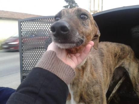 ALABAMA, URGENTE ACOGIDA O ADOPCIÓN. (CÓRDOBA) ALABAMA, URGENTE ACOGIDA O ADOPCIÓN. (CÓRDOBA)