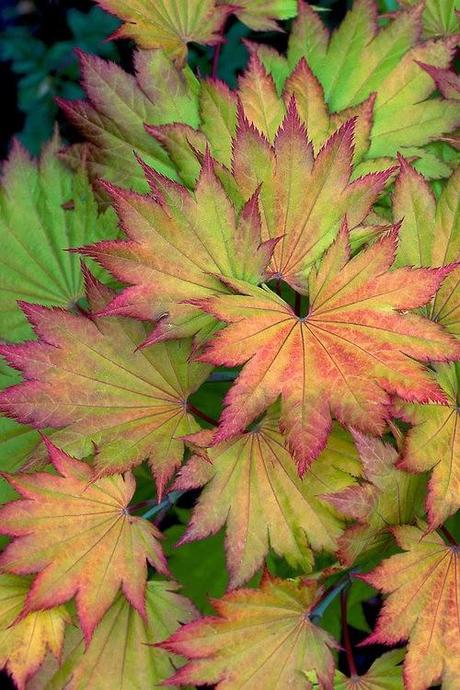 Luna de marzo, Luna del Arce Luna de marzo, Luna del Arce