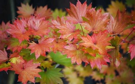 Luna de marzo, Luna del Arce Luna de marzo, Luna del Arce