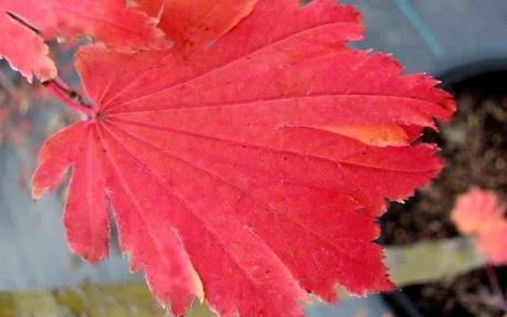 Luna de marzo, Luna del Arce Luna de marzo, Luna del Arce