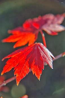 Luna de marzo, Luna del Arce Luna de marzo, Luna del Arce