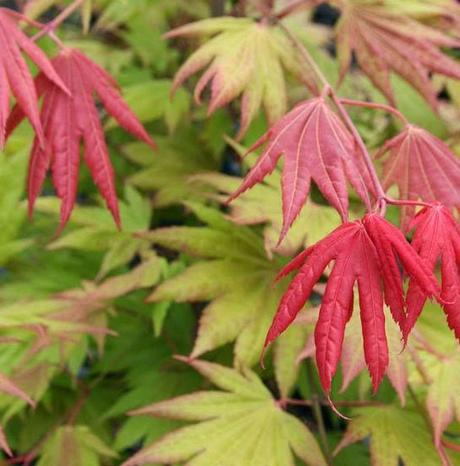 Luna de marzo, Luna del Arce Luna de marzo, Luna del Arce