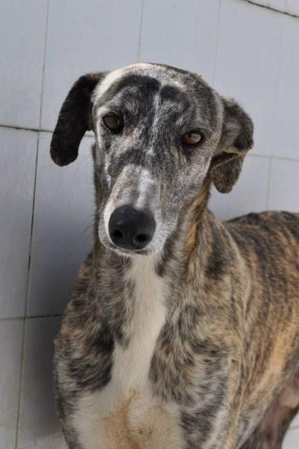 GALGOS, FECHA DE SACRIFICIO 10 DE ABRIL, MUY URGENTE ACOGIDA O ADOPCIÓN. (PERRERA DE BADAJOZ) GALGOS, FECHA DE SACRIFICIO 10 DE ABRIL, MUY URGENTE ACOGIDA O ADOPCIÓN. (PERRERA DE BADAJOZ)