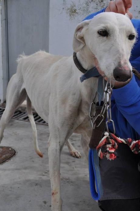GALGOS, FECHA DE SACRIFICIO 10 DE ABRIL, MUY URGENTE ACOGIDA O ADOPCIÓN. (PERRERA DE BADAJOZ) GALGOS, FECHA DE SACRIFICIO 10 DE ABRIL, MUY URGENTE ACOGIDA O ADOPCIÓN. (PERRERA DE BADAJOZ)