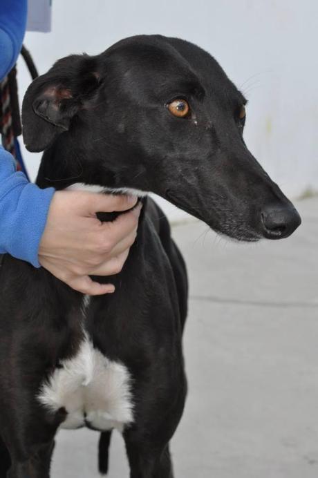 GALGOS, FECHA DE SACRIFICIO 10 DE ABRIL, MUY URGENTE ACOGIDA O ADOPCIÓN. (PERRERA DE BADAJOZ) GALGOS, FECHA DE SACRIFICIO 10 DE ABRIL, MUY URGENTE ACOGIDA O ADOPCIÓN. (PERRERA DE BADAJOZ)