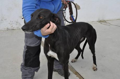 GALGOS, FECHA DE SACRIFICIO 10 DE ABRIL, MUY URGENTE ACOGIDA O ADOPCIÓN. (PERRERA DE BADAJOZ) GALGOS, FECHA DE SACRIFICIO 10 DE ABRIL, MUY URGENTE ACOGIDA O ADOPCIÓN. (PERRERA DE BADAJOZ)