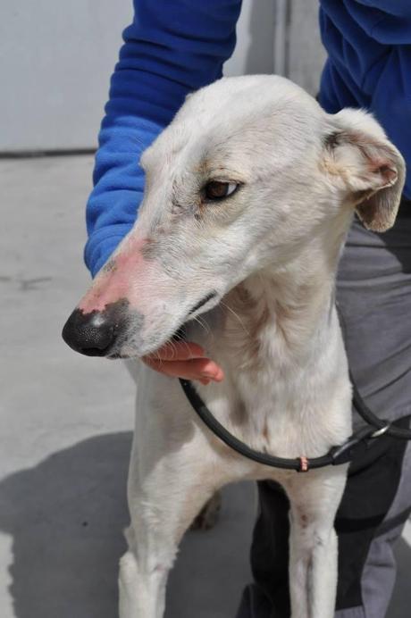 GALGOS, FECHA DE SACRIFICIO 10 DE ABRIL, MUY URGENTE ACOGIDA O ADOPCIÓN. (PERRERA DE BADAJOZ) GALGOS, FECHA DE SACRIFICIO 10 DE ABRIL, MUY URGENTE ACOGIDA O ADOPCIÓN. (PERRERA DE BADAJOZ)