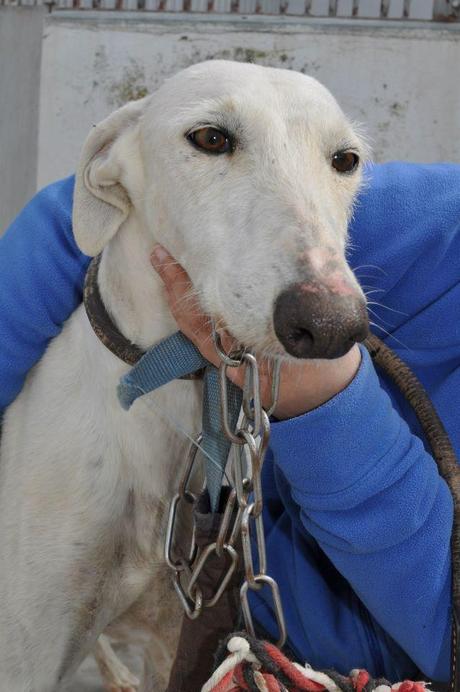GALGOS, FECHA DE SACRIFICIO 10 DE ABRIL, MUY URGENTE ACOGIDA O ADOPCIÓN. (PERRERA DE BADAJOZ) GALGOS, FECHA DE SACRIFICIO 10 DE ABRIL, MUY URGENTE ACOGIDA O ADOPCIÓN. (PERRERA DE BADAJOZ)
