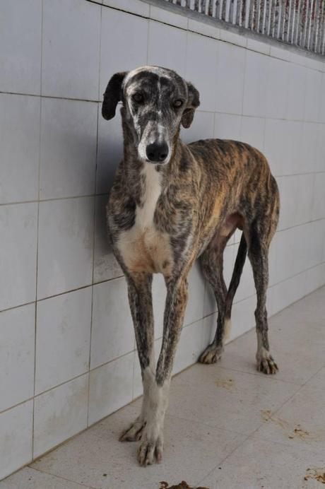GALGOS, FECHA DE SACRIFICIO 10 DE ABRIL, MUY URGENTE ACOGIDA O ADOPCIÓN. (PERRERA DE BADAJOZ) GALGOS, FECHA DE SACRIFICIO 10 DE ABRIL, MUY URGENTE ACOGIDA O ADOPCIÓN. (PERRERA DE BADAJOZ)