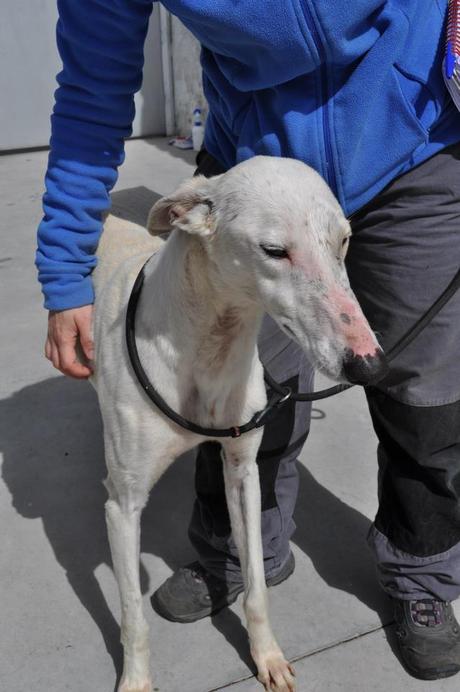 GALGOS, FECHA DE SACRIFICIO 10 DE ABRIL, MUY URGENTE ACOGIDA O ADOPCIÓN. (PERRERA DE BADAJOZ) GALGOS, FECHA DE SACRIFICIO 10 DE ABRIL, MUY URGENTE ACOGIDA O ADOPCIÓN. (PERRERA DE BADAJOZ)