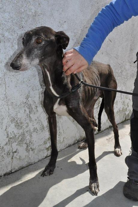 GALGOS, FECHA DE SACRIFICIO 10 DE ABRIL, MUY URGENTE ACOGIDA O ADOPCIÓN. (PERRERA DE BADAJOZ) GALGOS, FECHA DE SACRIFICIO 10 DE ABRIL, MUY URGENTE ACOGIDA O ADOPCIÓN. (PERRERA DE BADAJOZ)