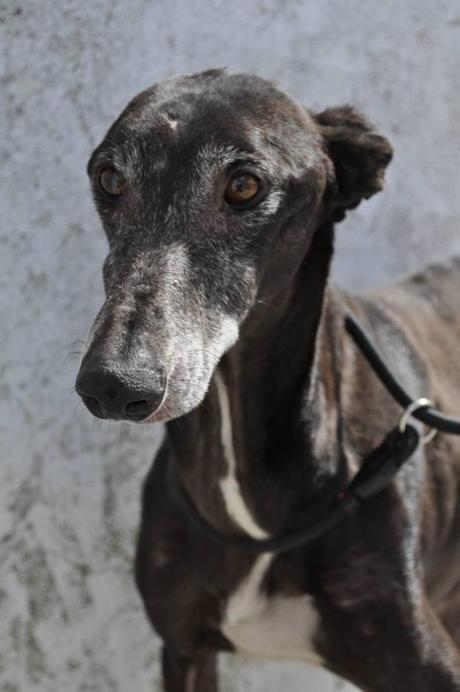 GALGOS, FECHA DE SACRIFICIO 10 DE ABRIL, MUY URGENTE ACOGIDA O ADOPCIÓN. (PERRERA DE BADAJOZ) GALGOS, FECHA DE SACRIFICIO 10 DE ABRIL, MUY URGENTE ACOGIDA O ADOPCIÓN. (PERRERA DE BADAJOZ)