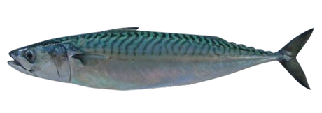 Verdel o Caballa o Sarda: A mi manera, al horno Verdel o Caballa o Sarda: A mi manera, al horno