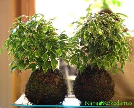 Plantas sin maceta, toallas tunecinas, búhos dormilones y mucho más. Plantas sin maceta, toallas tunecinas, búhos dormilones y mucho más.
