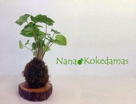 Plantas sin maceta, toallas tunecinas, búhos dormilones y mucho más. Plantas sin maceta, toallas tunecinas, búhos dormilones y mucho más.