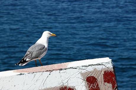 Gaviota, mar e Ibarrola 